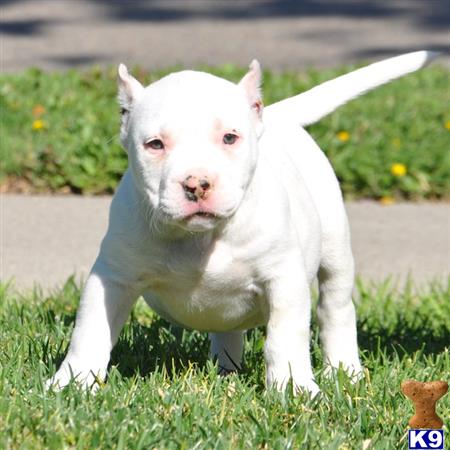 american pit bull puppy posted by Pitbulls for Sale